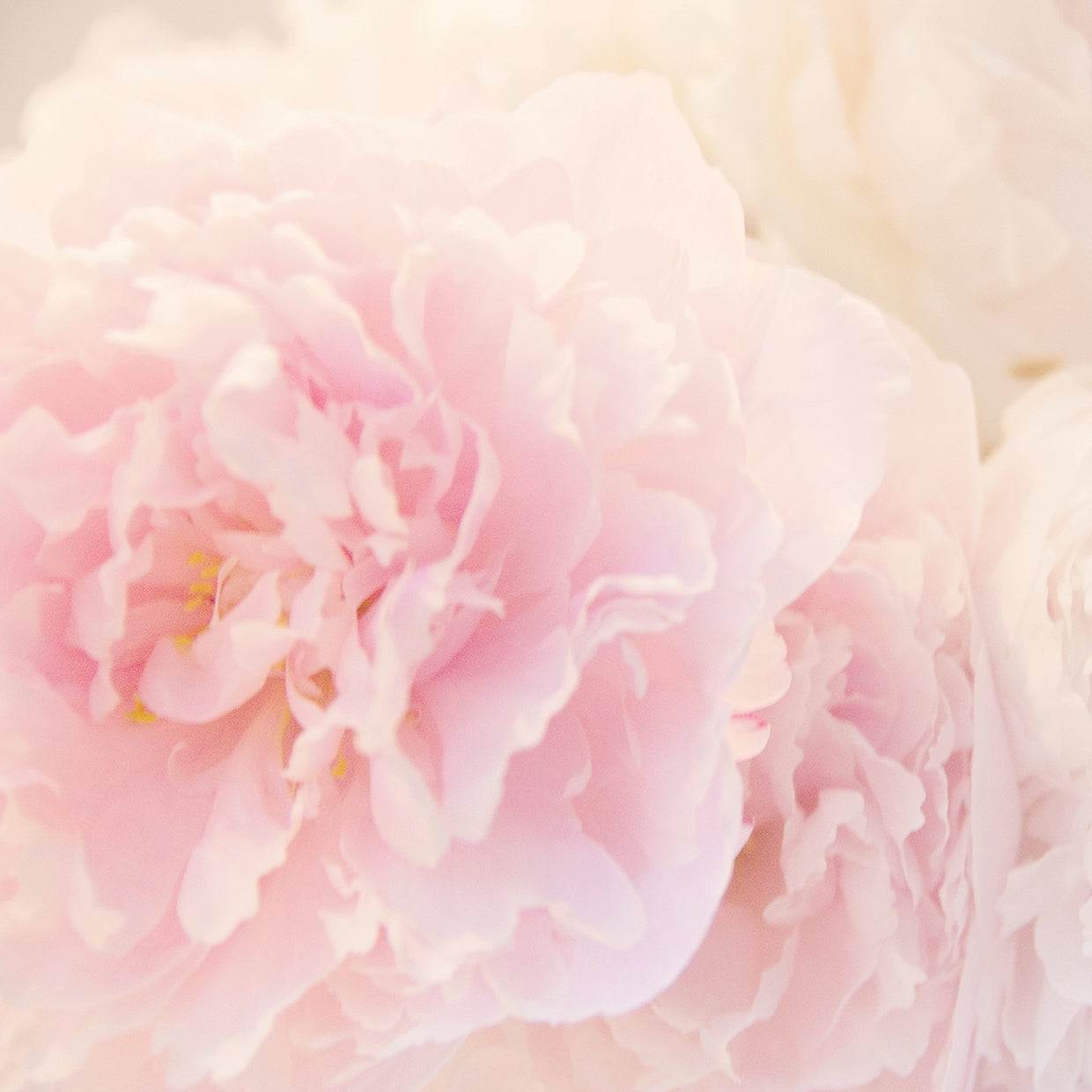 Peony VI