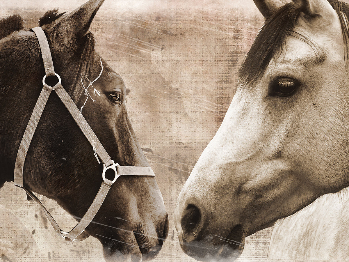 Horse Pair
