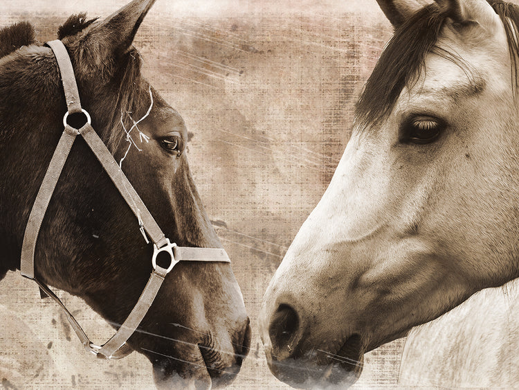 Horse Pair