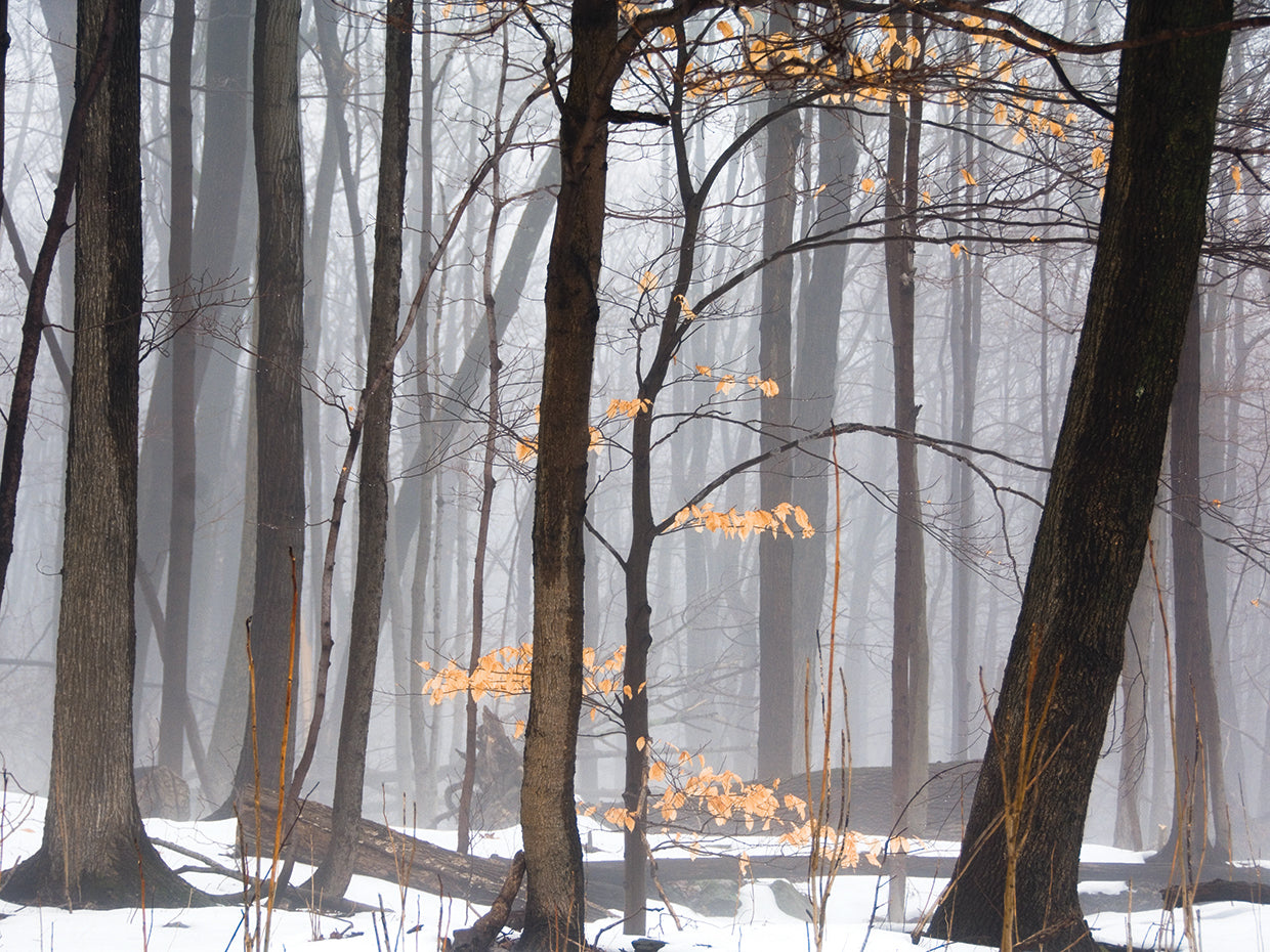 Foggy Forest