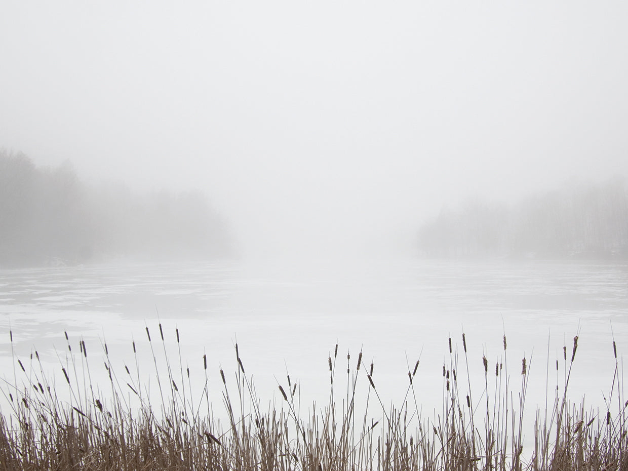 Foggy Reeds