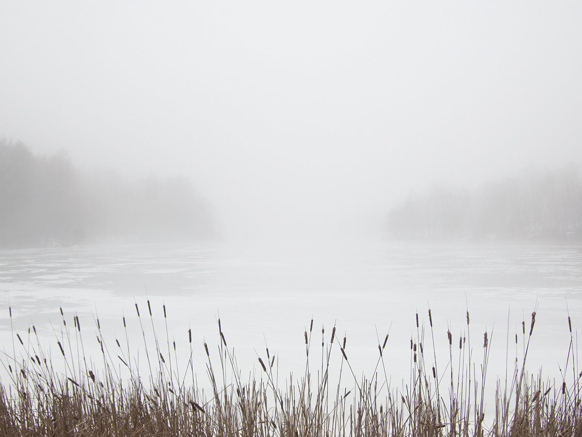 Foggy Reeds