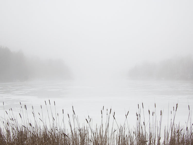 Foggy Reeds