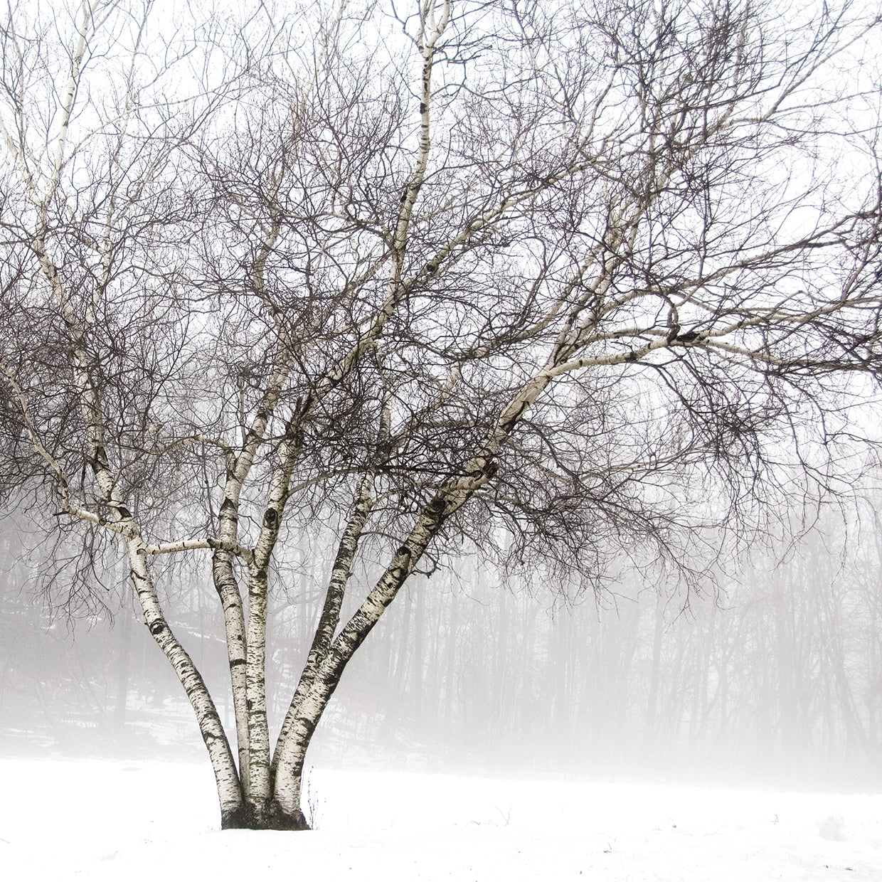 Winter Birch