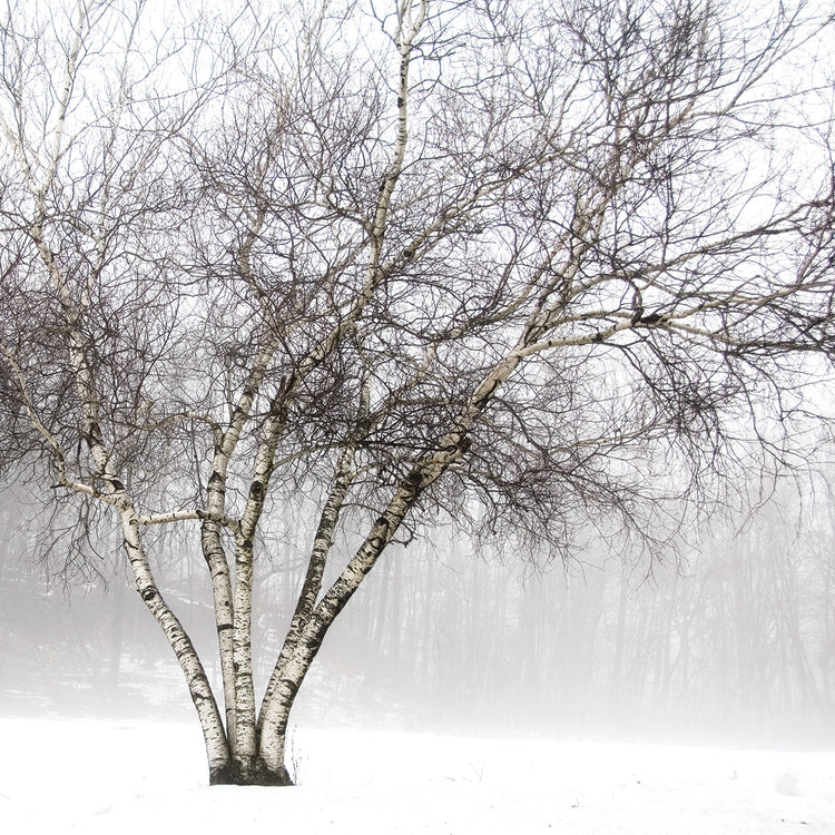 Winter Birch