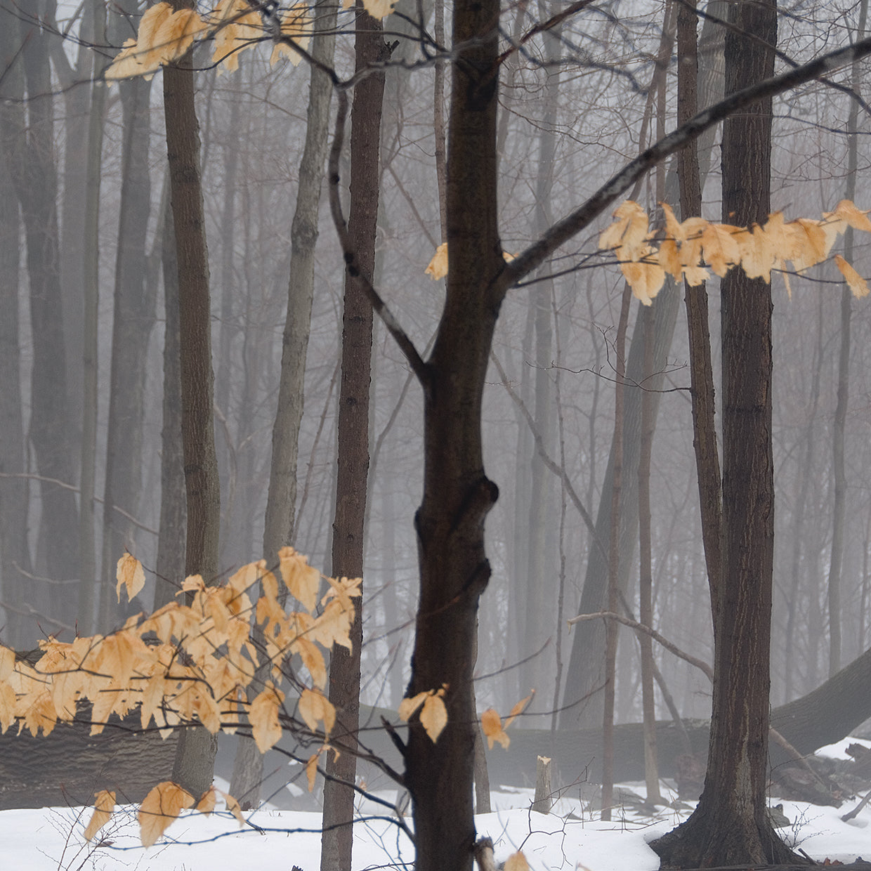 Winter Forest