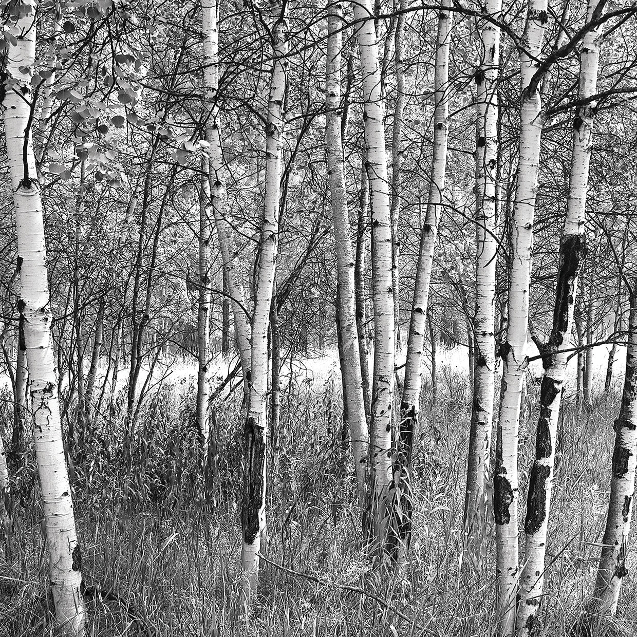 Birch Forest