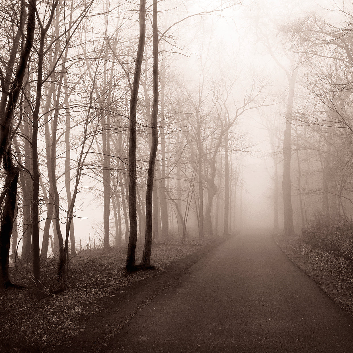 Foggy Path