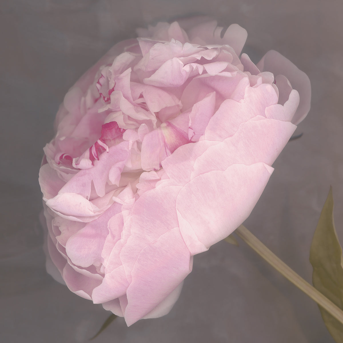 Fleur