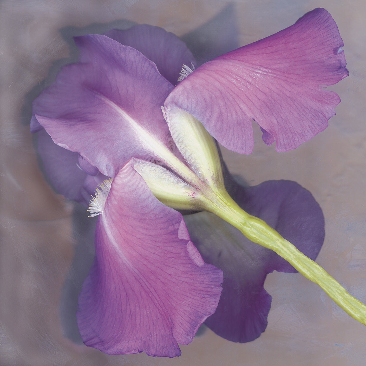 Parfum