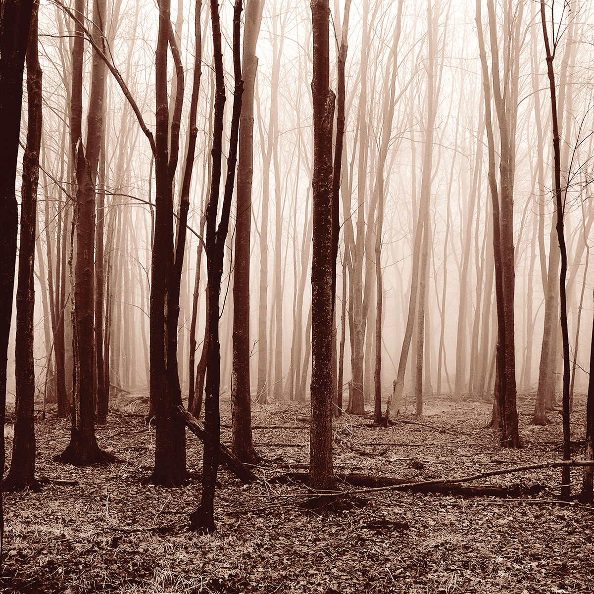 Winter Woods