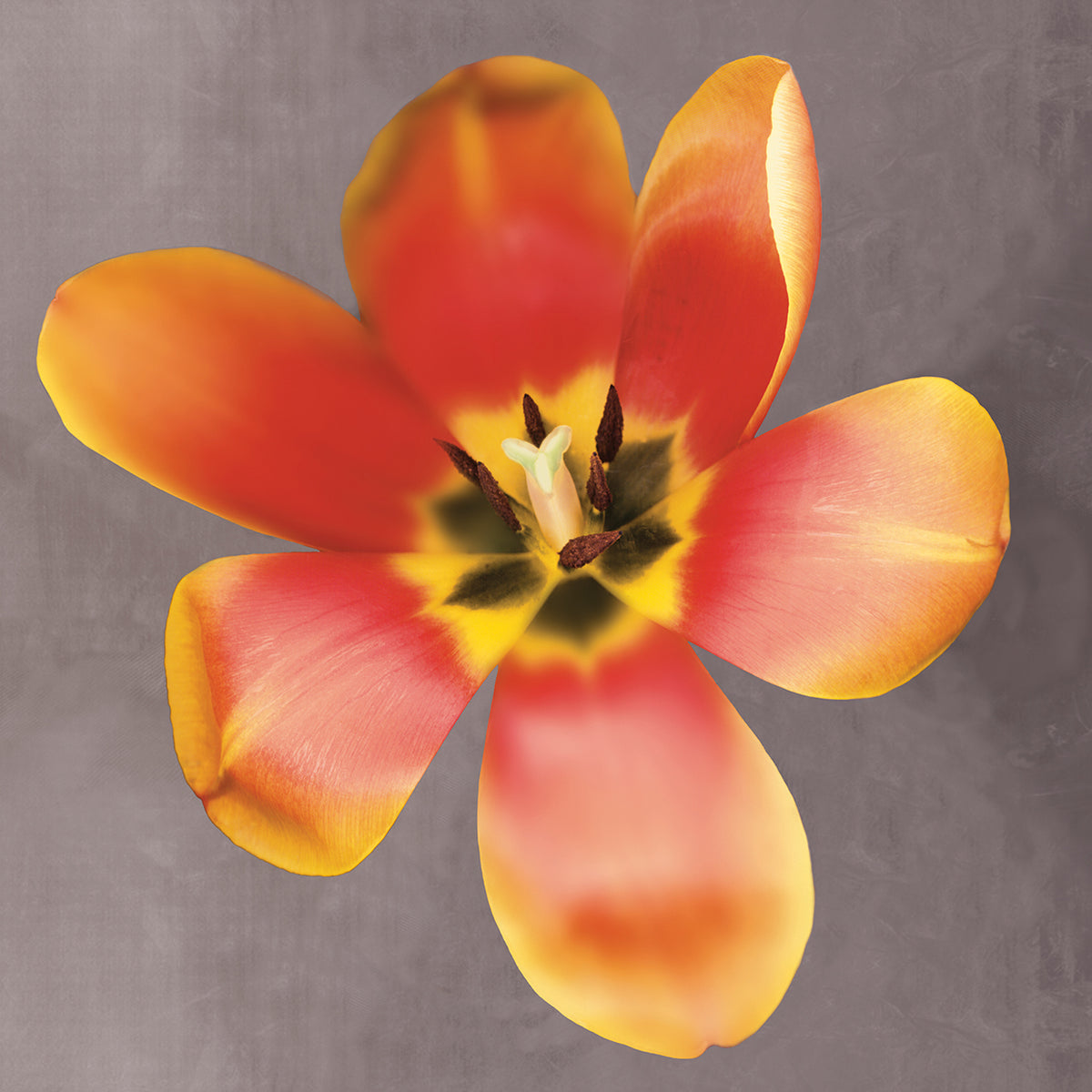 Sunshine Tulip