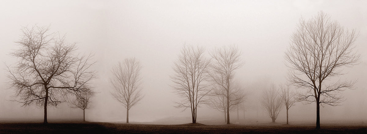 Misty Meadow