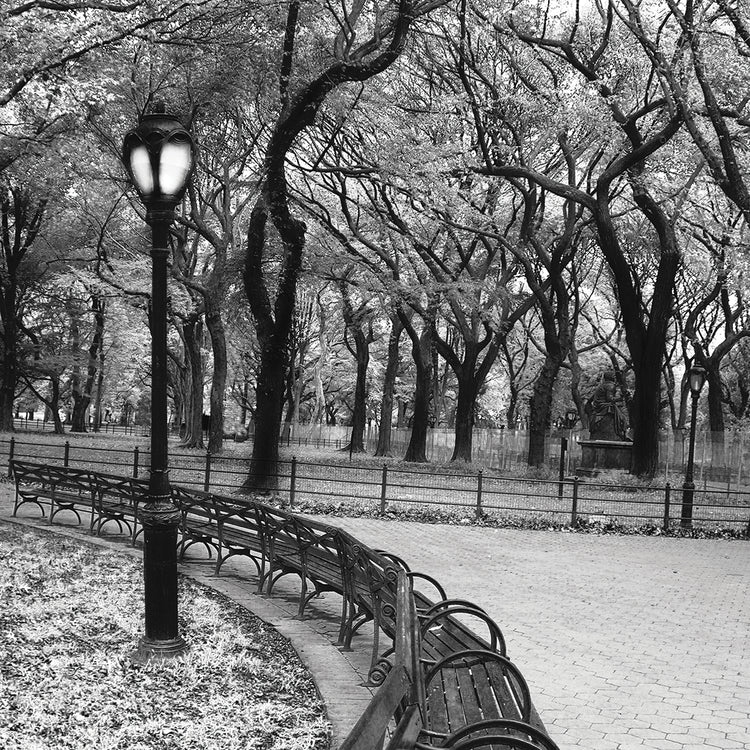 A Walk Through the Park