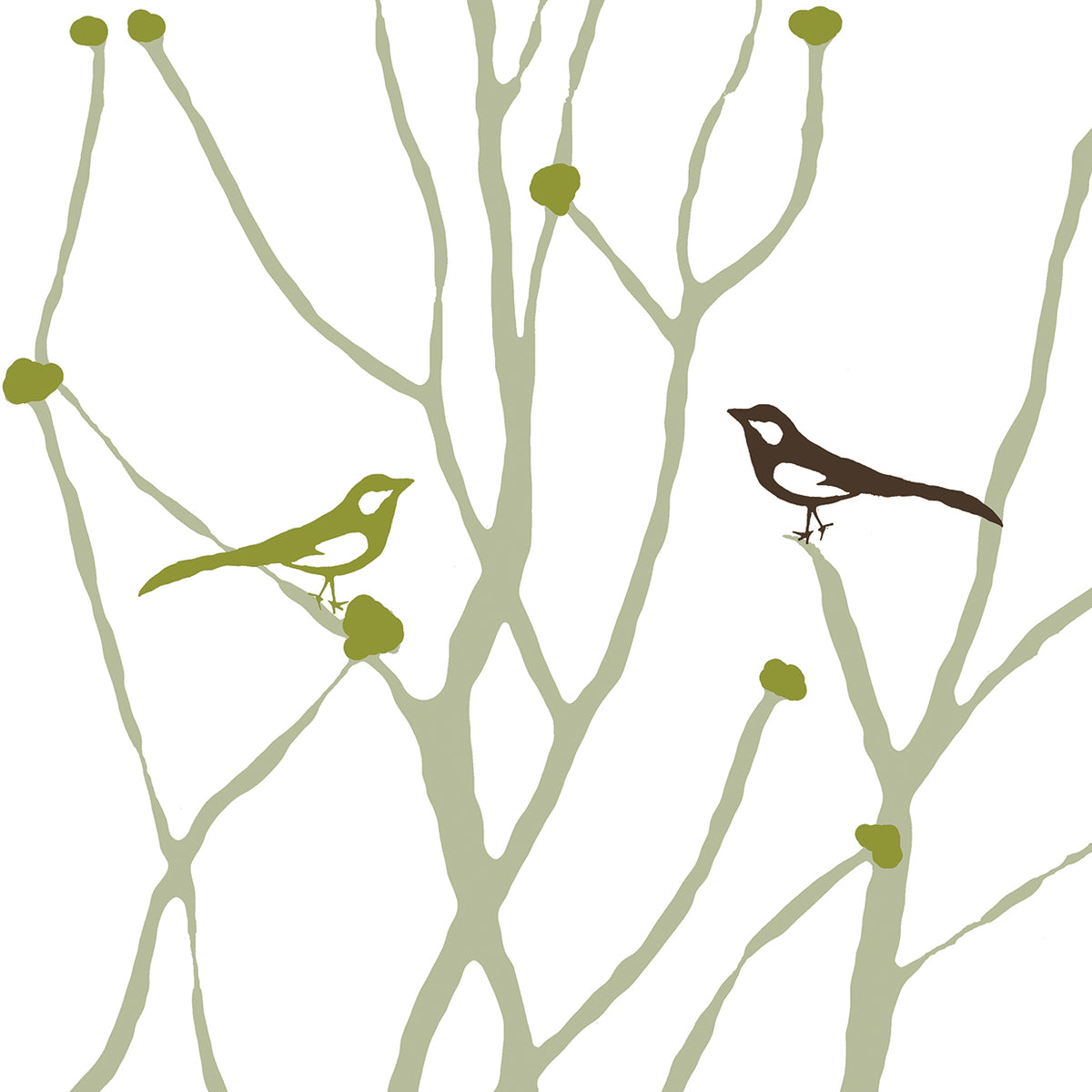 Little Bird