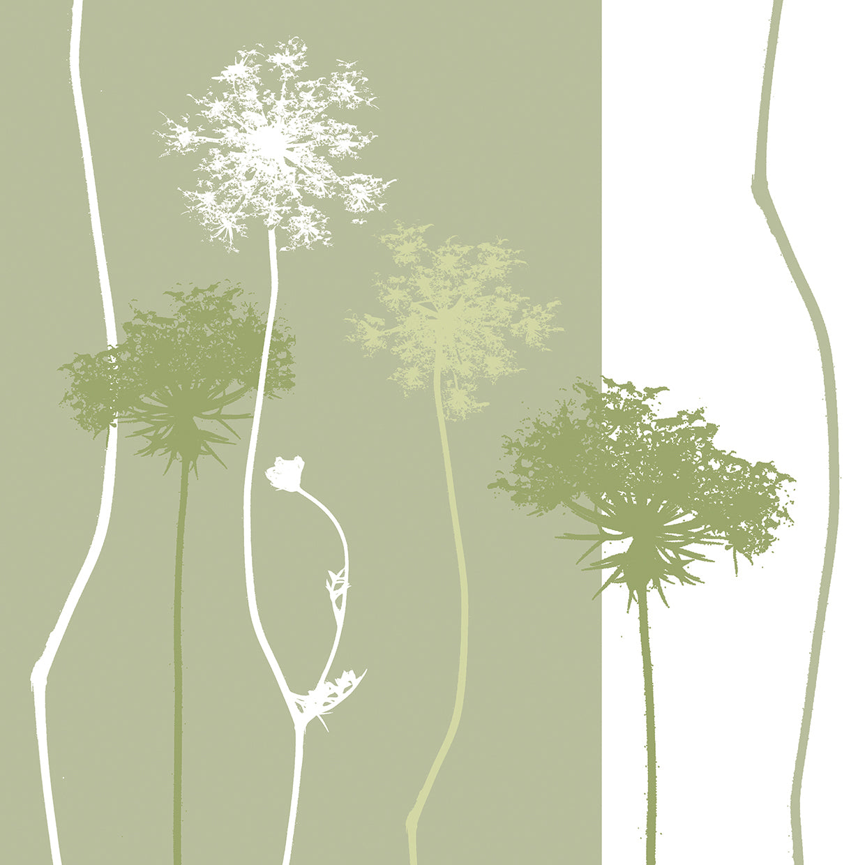 Queen Anne's Lace