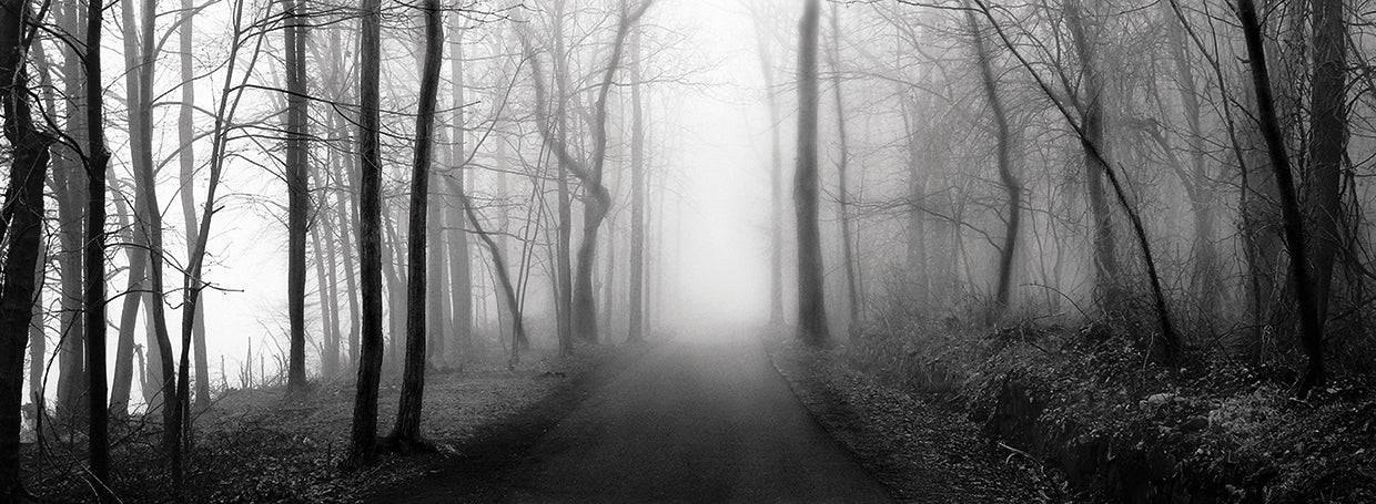 Woodland Walk