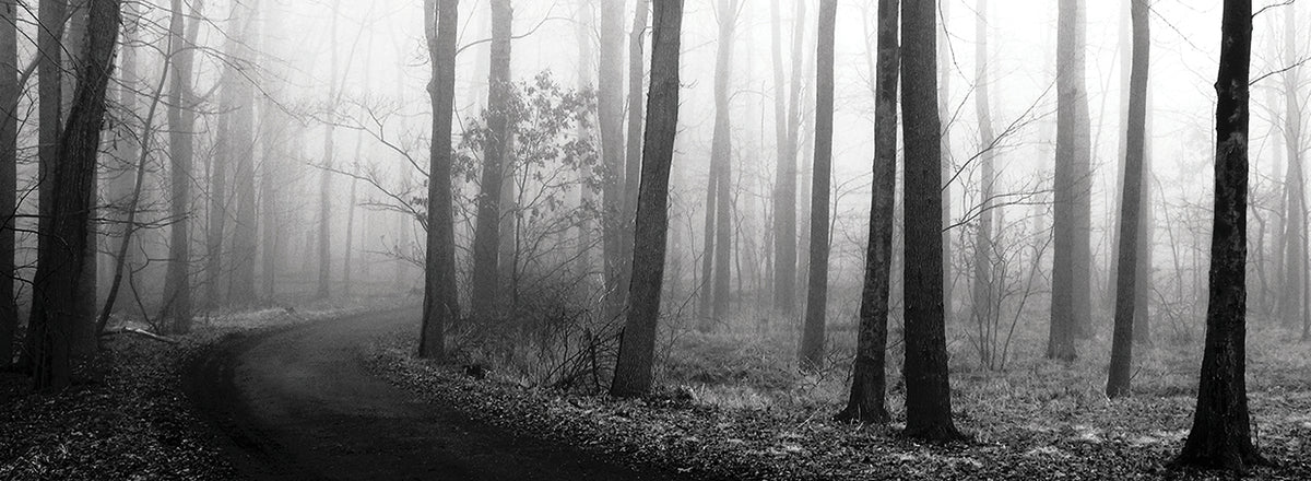 Forest Path