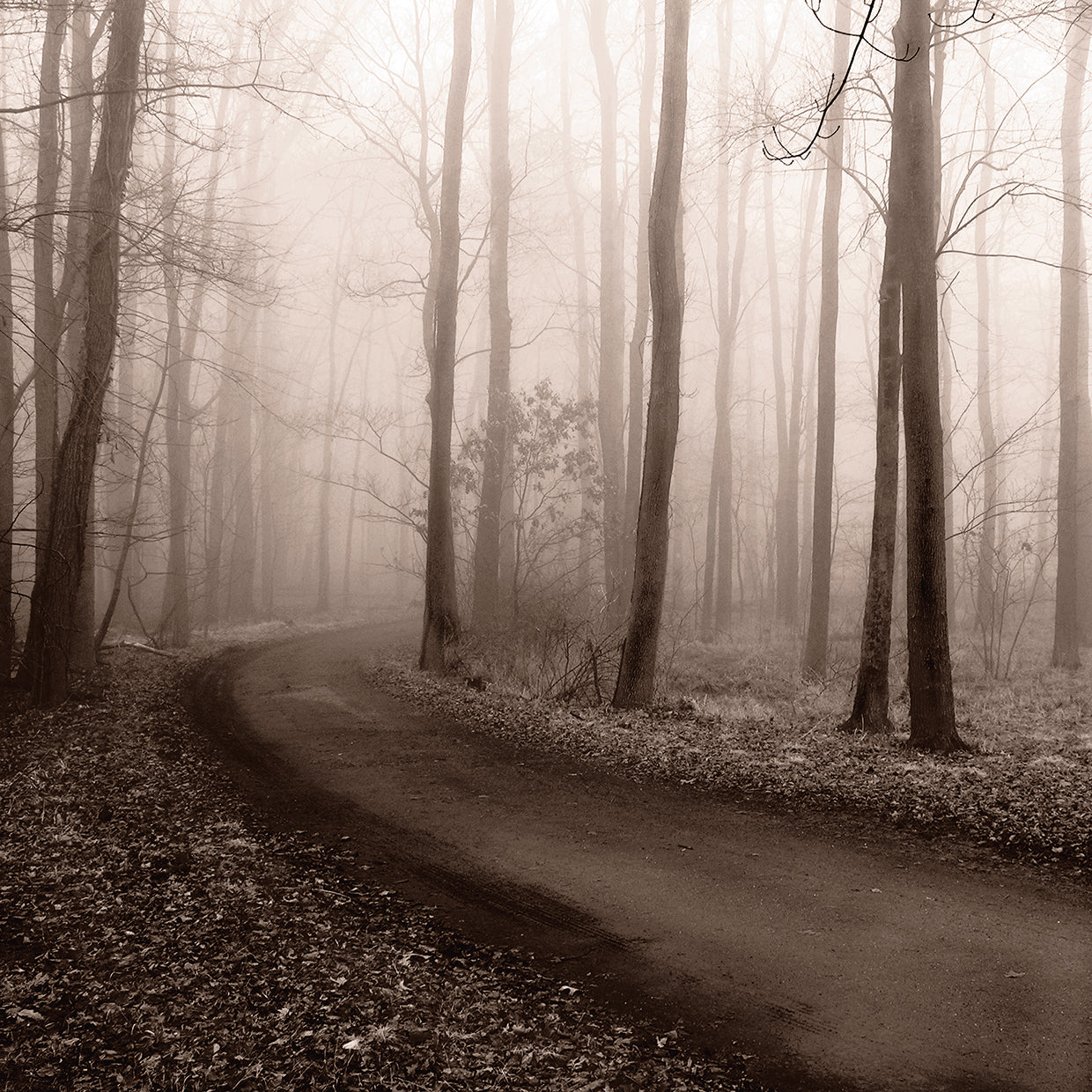 Misty Lane
