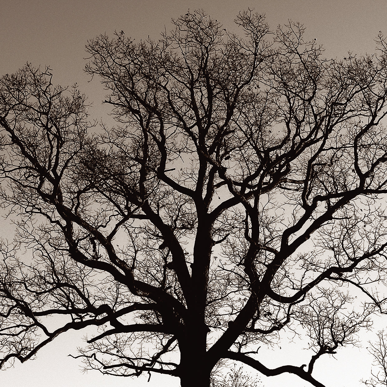 Majestic Oak
