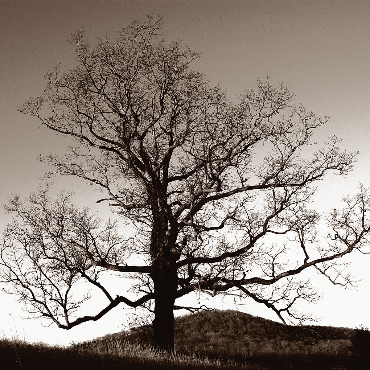 Oak Hillside