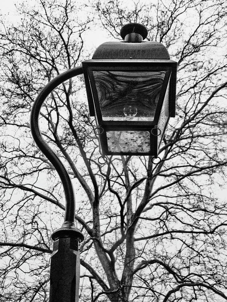 Lamp and branches