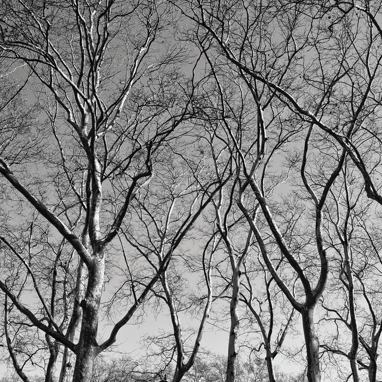 January Branches I