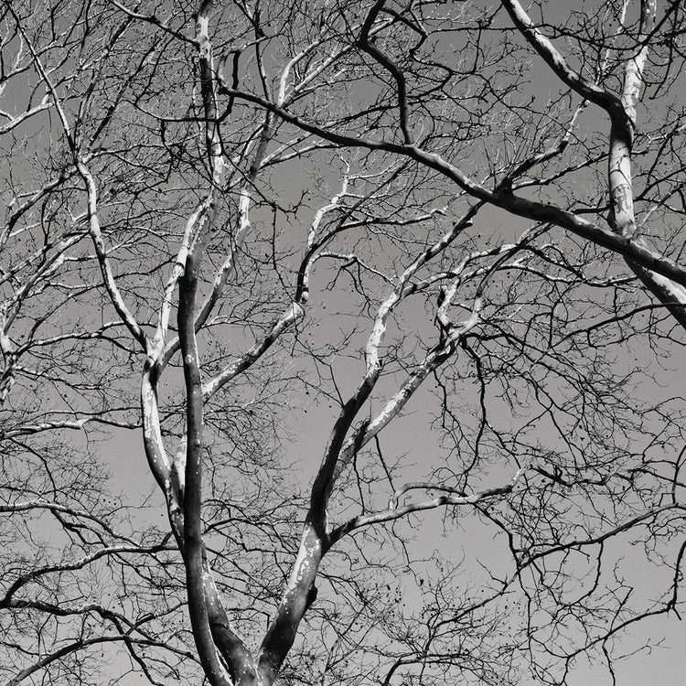 January Branches II