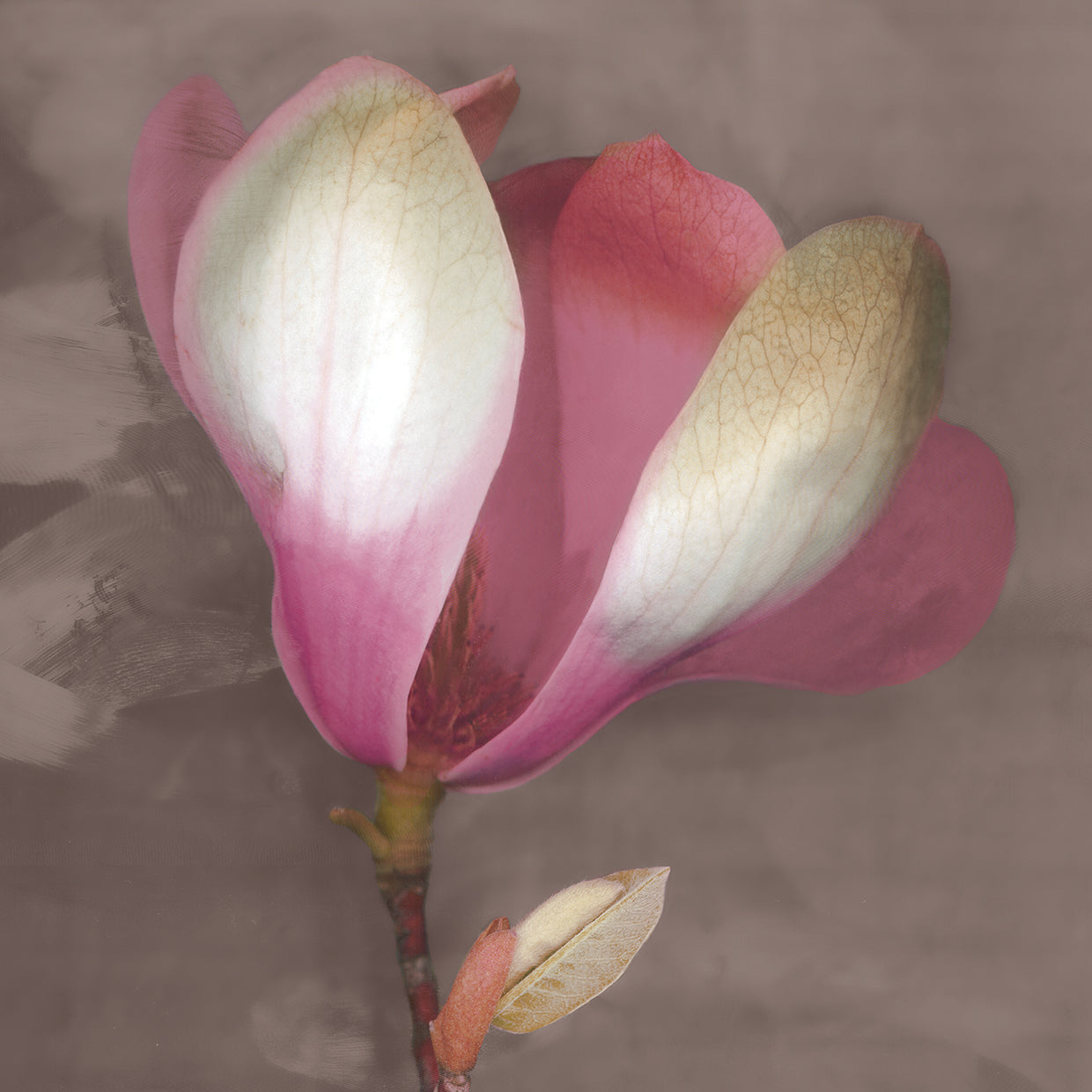 Magnolia