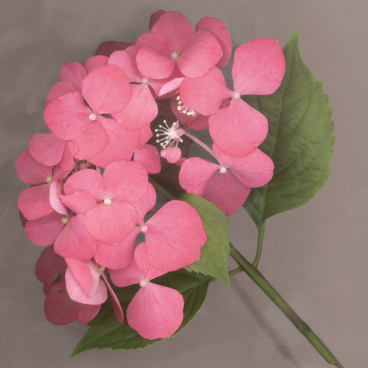 Pink Hydrangea