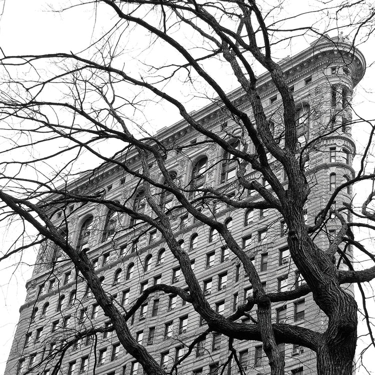 Flatiron with Tree (b/w)