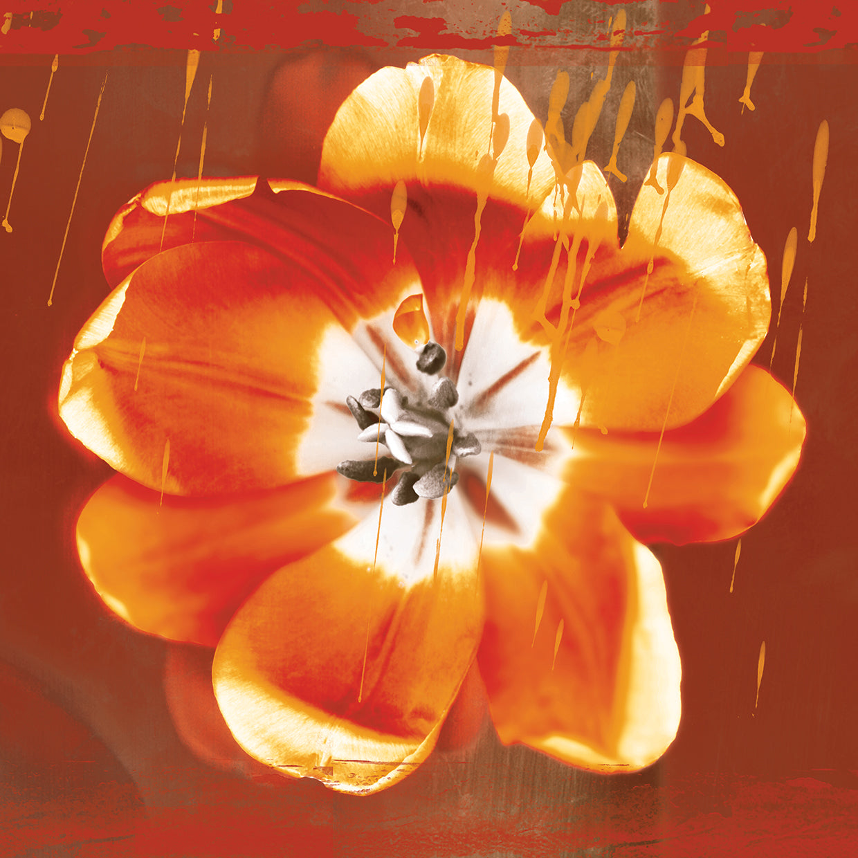 Tulip Fresco Red