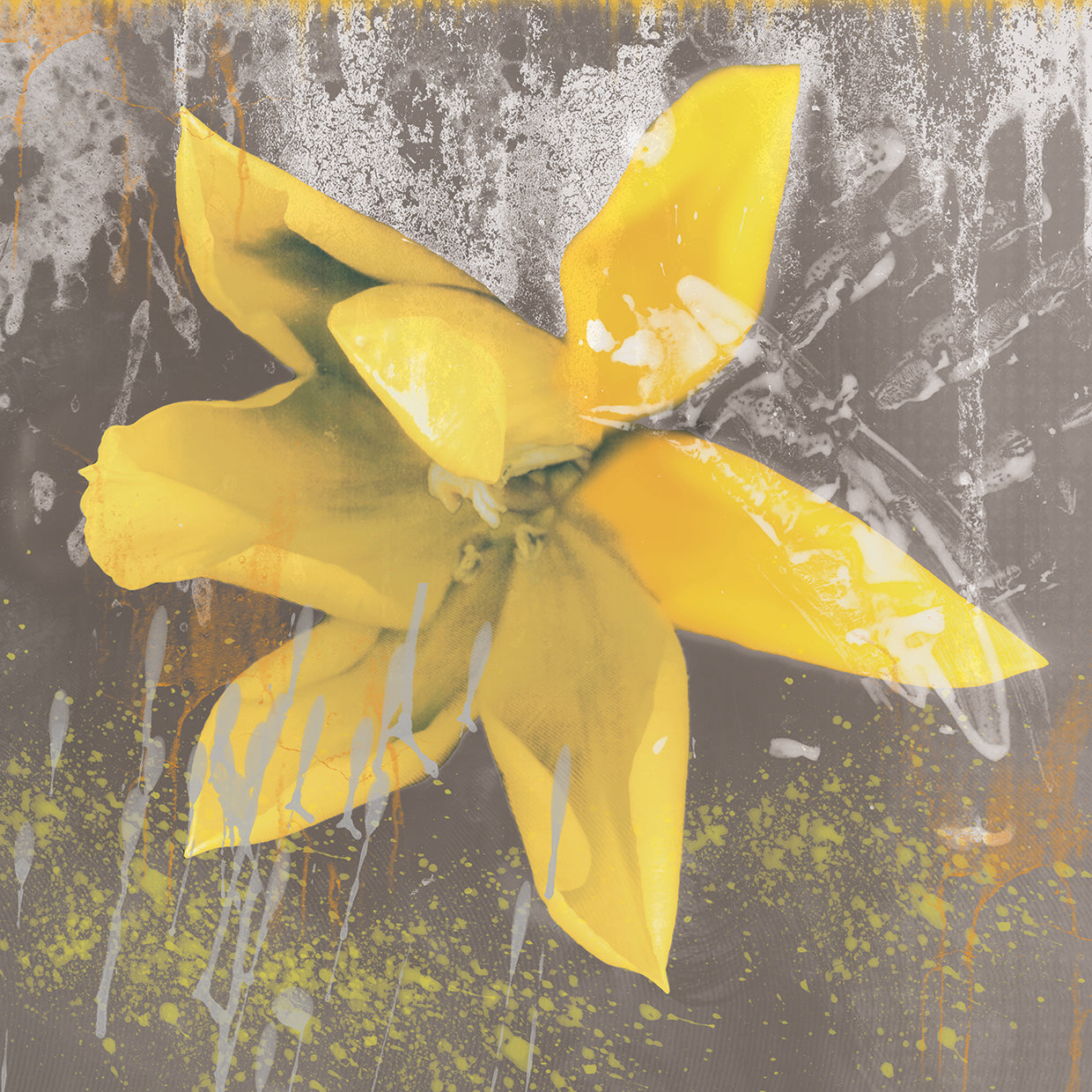 Tulip Fresco Yellow
