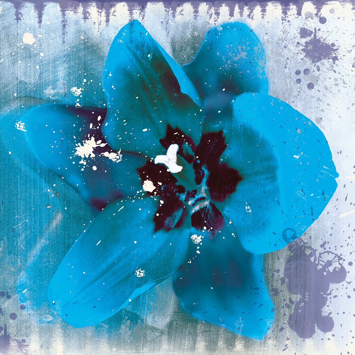 Tulip Fresco Blue