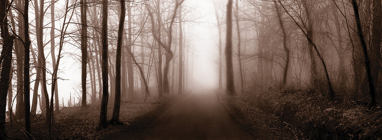 Woodland Walk (sepia)