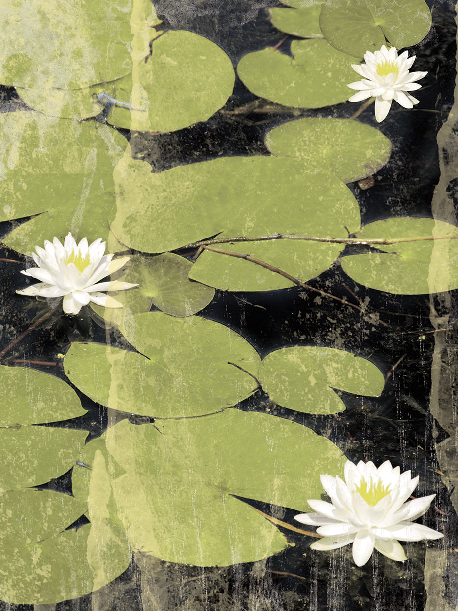Pond Blossoms