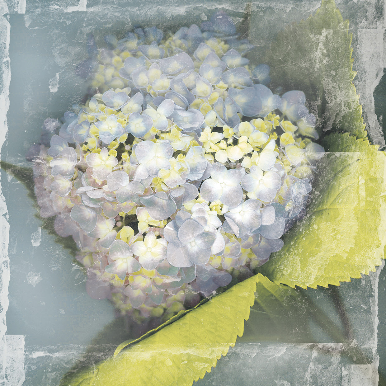 Antique Bloom