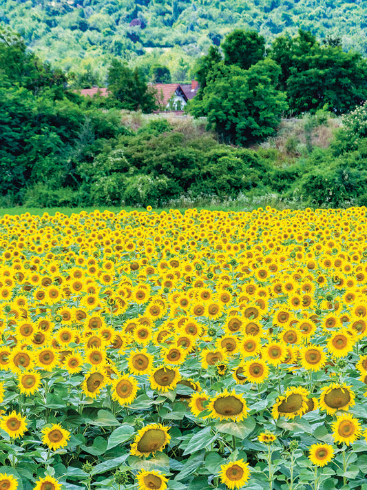 Sunflower Field 01 Canvas Art