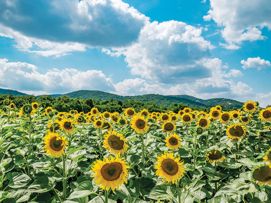 Sunflower Field Against Sky 02