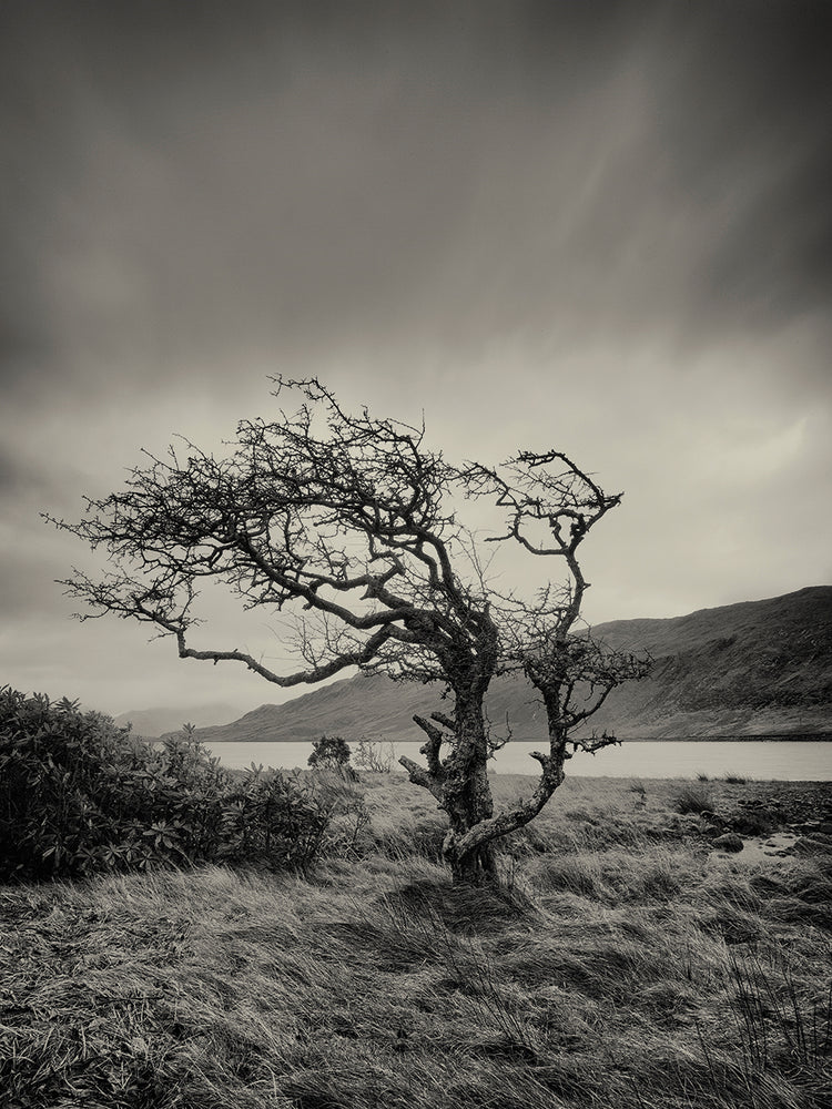 Successful Hills are Here to Stay