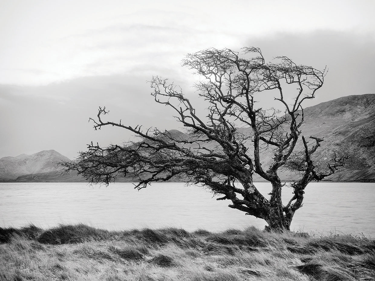Connemara Tree I