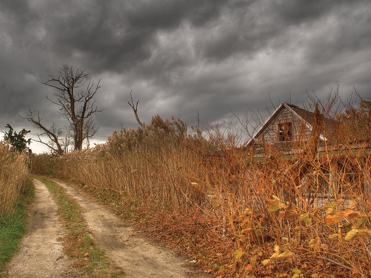 Who Killed My Sister