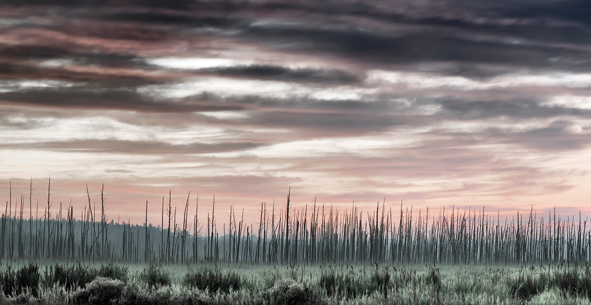 Barrens