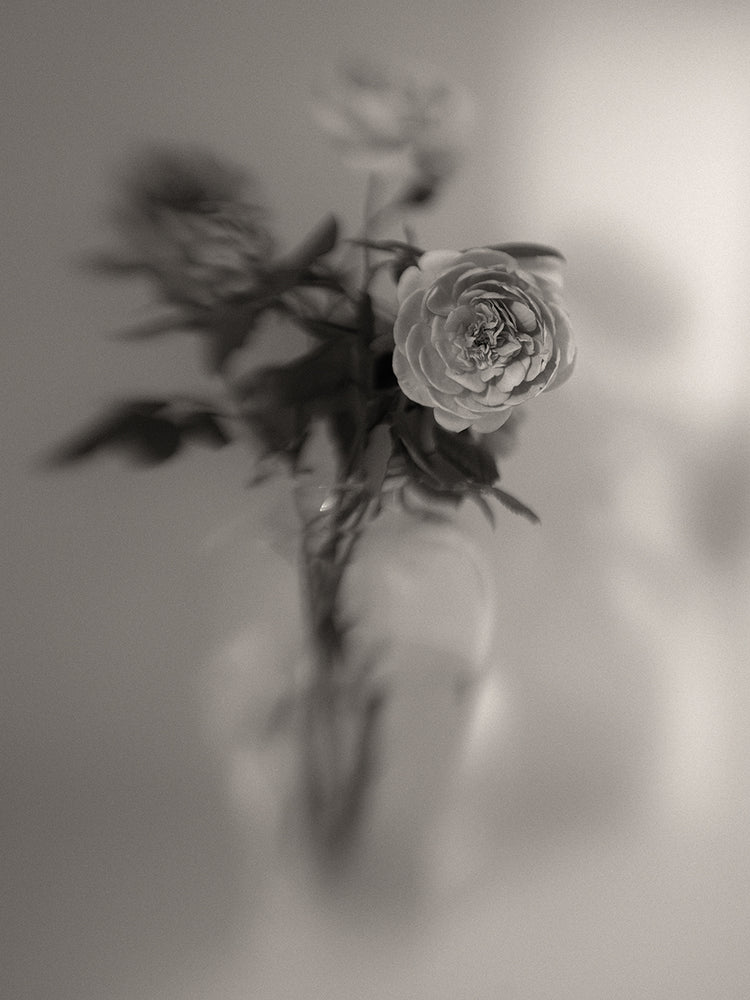 Steuben and Roses Study