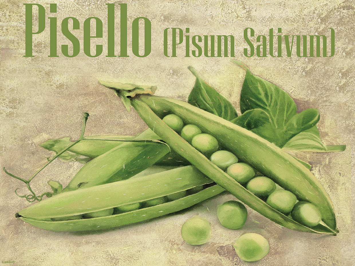 Pisello Pisum Sativum