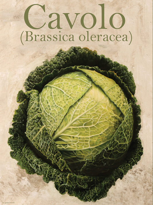 Brassica Oleracea Canvas Print