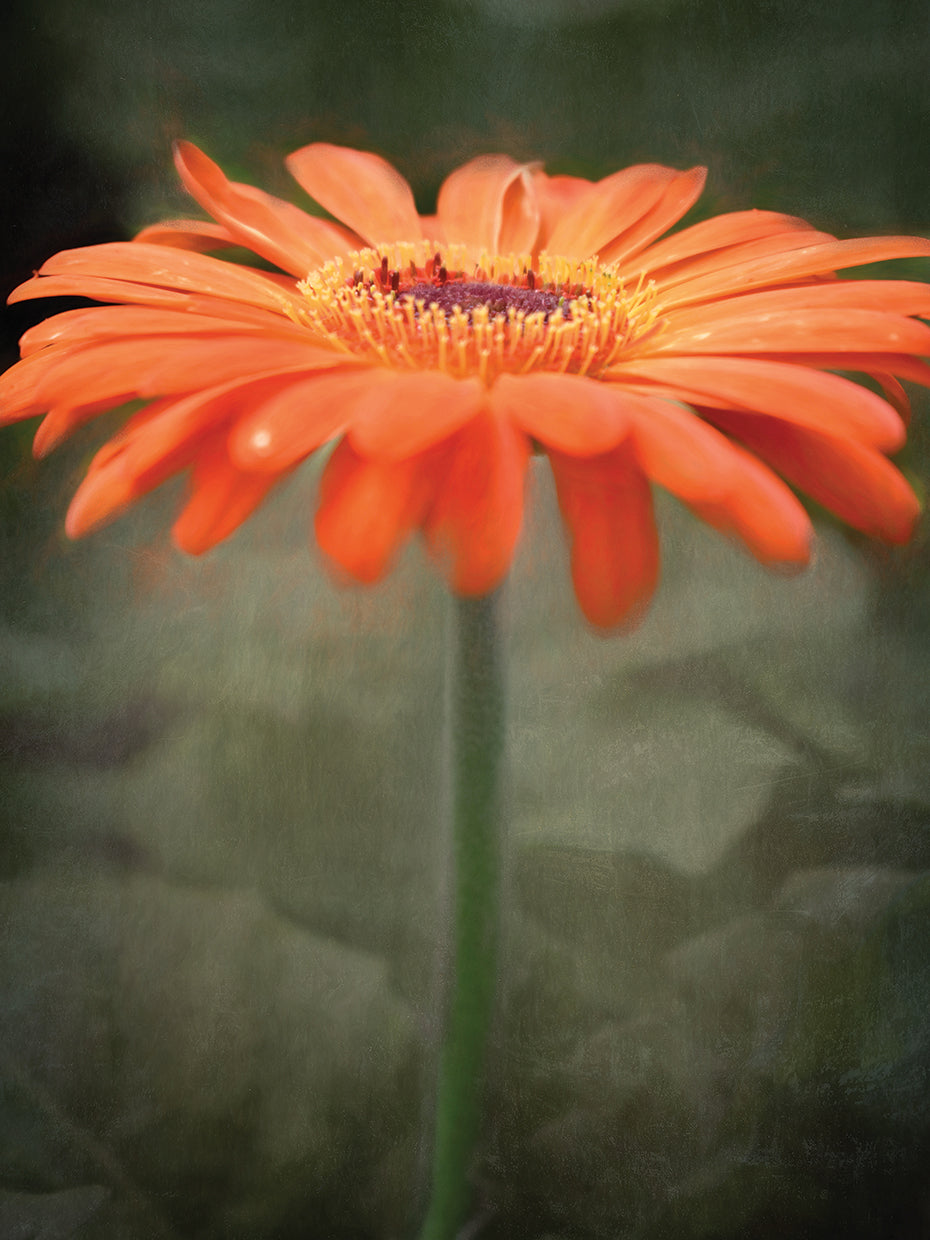 Tangerine