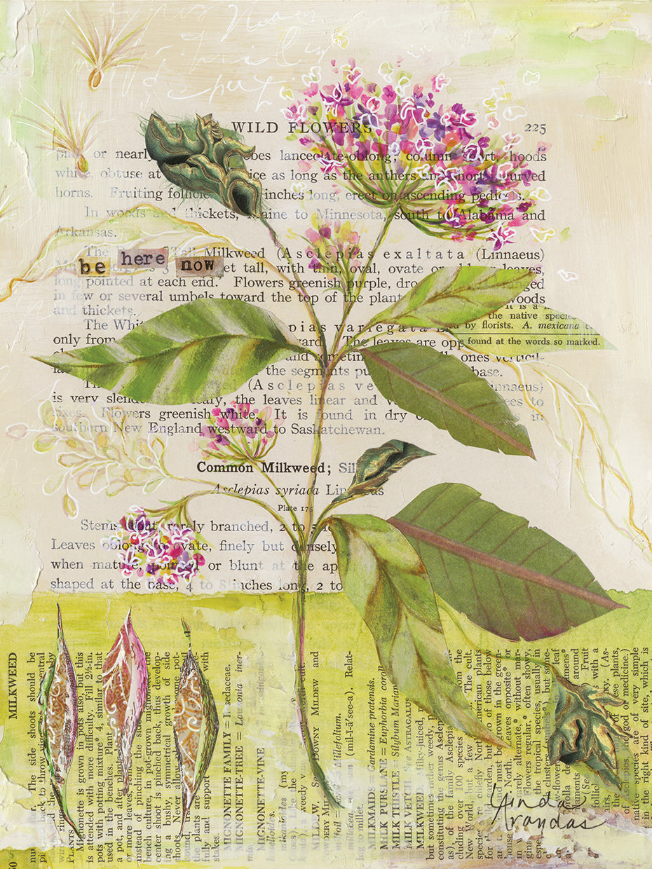 Memories of Milkweed