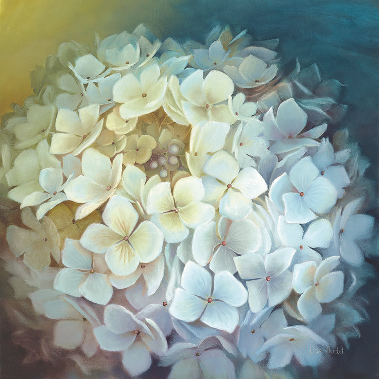 Hydrangea