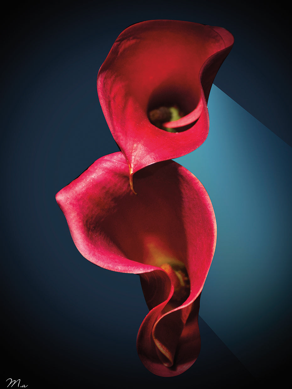 Cala Lilies 2